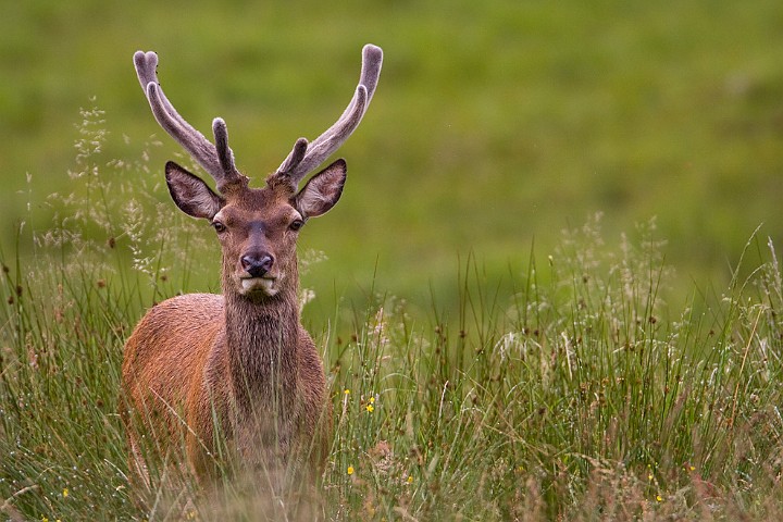 Rothirsch Cervus elaphus